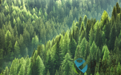 馬村鎮(zhèn)的“三紙”融合發(fā)展路